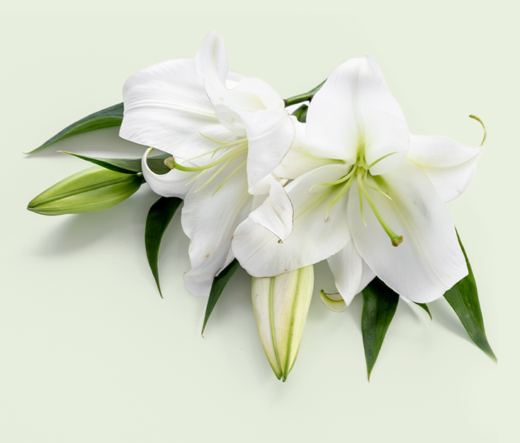 A white lily to represent a simple unattended direct cremation.