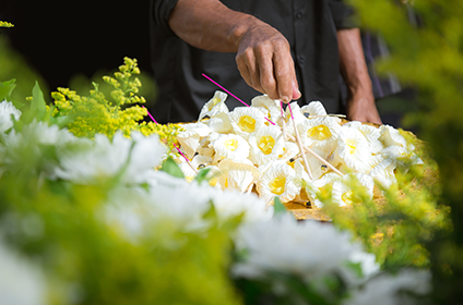White and yellow flowers being tended to by hand.
